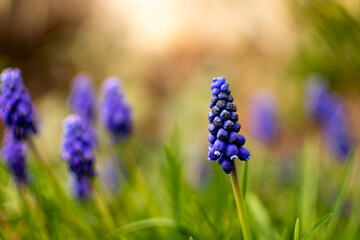 Traubenhyazinthe im Garten 