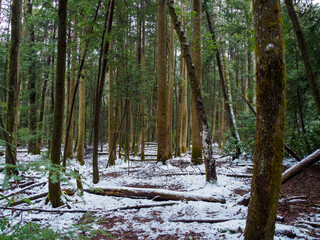 Winter Trail in West Virginia by a Gorge