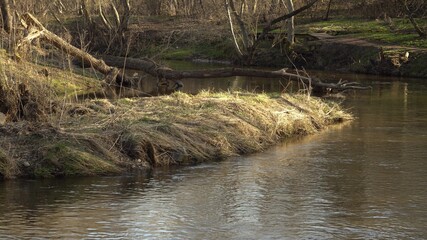 A small stream of meandering river flowing in the sunny spring day between a rugged bank in a wooded environment. Dry grass by a bank and the fallen trees give the impression of a wild river.