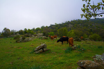 krajobraz góry krowy zwierzęta trawa 