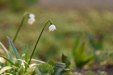 snowdrops in spring