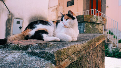 cat resting on low wall