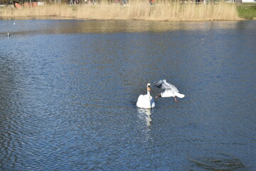 A beautiful white swan posing on a city pond.
