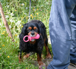 dog in the meadow with a big pink pacifier