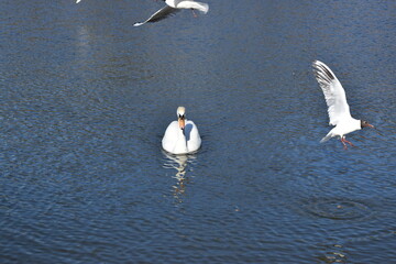 A beautiful white swan posing on a city pond.