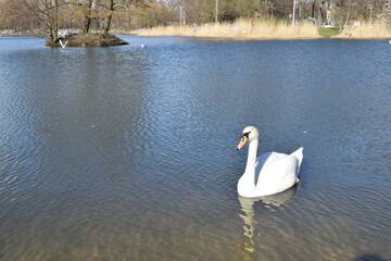 A beautiful white swan posing on a city pond.
