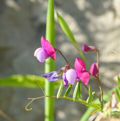 detail of Lathyrus tuberosus