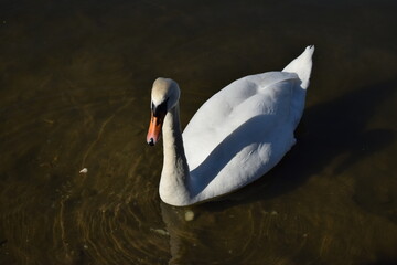 A beautiful white swan posing on a city pond.