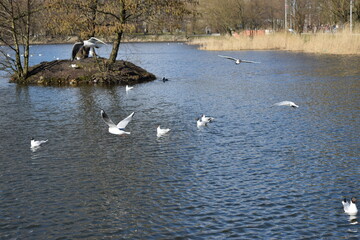 Baltic seagulls fly over the pond.