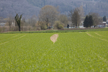 landscape with trees