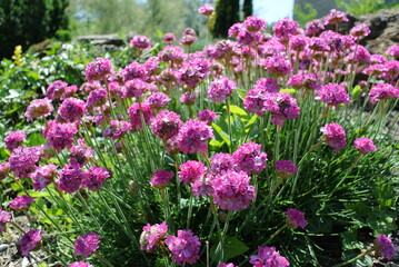 Obraz na płótnie Canvas field of pink flowers