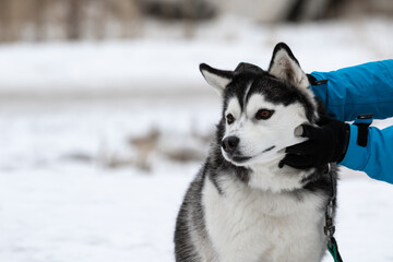 Human hands in a blue warm jacket caress scales and strokes a Siberian husky dog with brown eyes. Funny dog with raised ears in contact with the owner. A man touches a dog in the winter in the street.