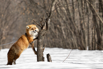 A red fox on a leash in the form of a chain stands in the winter forest on its hind legs leaning on a tree. An animal with a funny snout. Exotic pet. Unusual pet. The animal is in an unusual position.