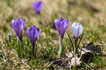 Gros plan sur des crocus sauvage dans une prairie de montagne dans le Vercors (Isère, France)