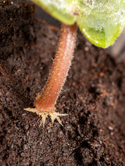 Leaf petiole cutting of African violet (Saintpaulia hybrida) rooted in the water
