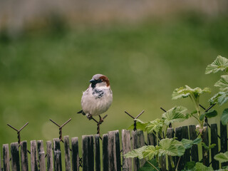 Moineau domestique mâle regardant vers la gauche posé sur une clôture en fil de fer et lame de bambou dans un jardin - fond d'image flou, focus sur l'oiseau