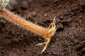 Leaf petiole cutting of African violet (Saintpaulia hybrida) rooted in the water