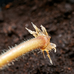 Leaf petiole cutting of African violet (Saintpaulia hybrida) rooted in the water