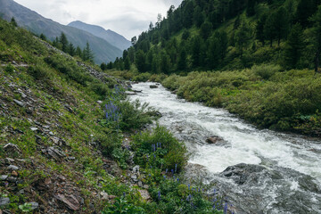 Fototapeta na wymiar Beautiful green landscape with violet flowers of larkspur and wild flora near clear mountain river. Wonderful nature scenery with transparent water of mountain creek and forest mountains. Scenic view.