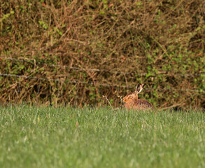 Camouflaged in the long grass a hare enjoys the morning sun.
