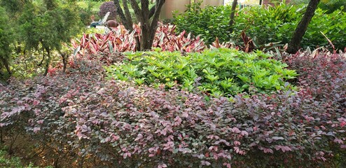 Flowers in the garden