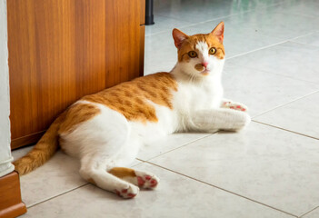 Plakat Cat laying on the floor