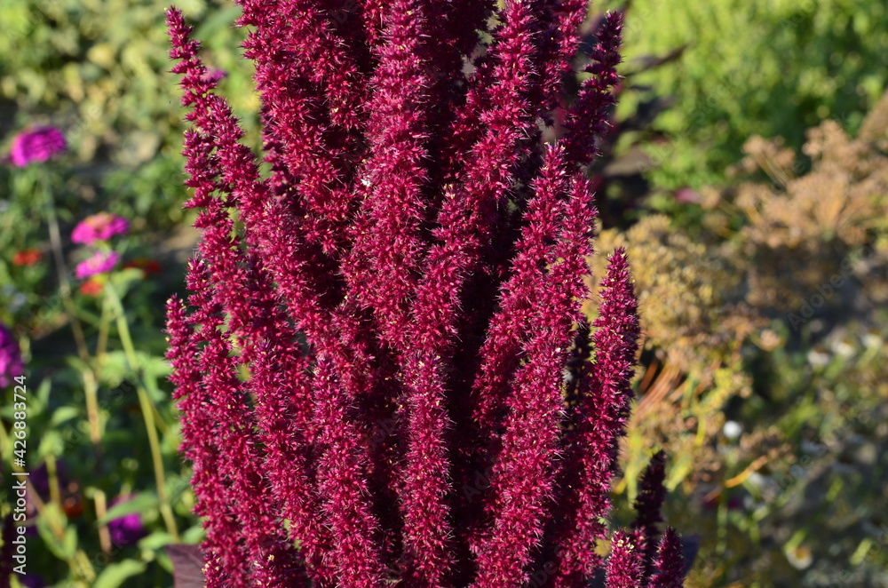 Canvas Prints Amaranth Plant with reds