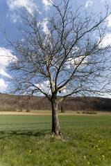 tree in the field