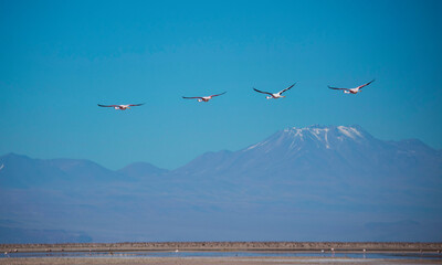 Fototapeta na wymiar Flamingos in the atacama desert