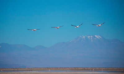 Flamingos in the atacama desert