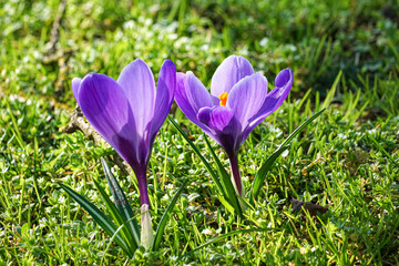 purple crocuses blooming on grass meadow in early spring sunshine