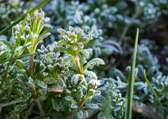 Plants with frozen frost. Beautiful abstract frozen microcosmos pattern. Freezing weather frost action in nature. Floral backdrop.