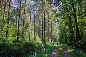 Chemin forestier dans les pins