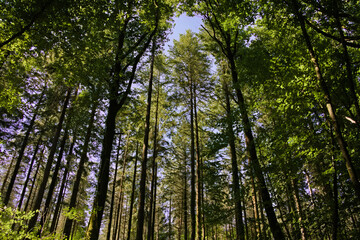 Grands pins en &eacute;t&eacute;