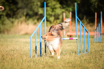 Sheltie is jumping over the hurdles. Amazing day on czech agility privat training