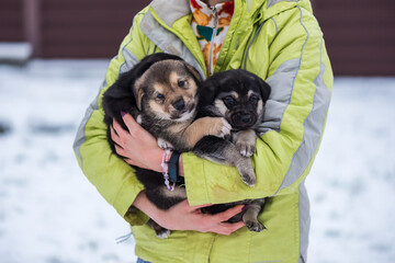 Woman in green jacket holding shepherd puppies