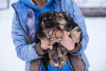 Woman in blue jacket holding shepherd puppies