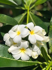 National flower from Thailand for spa