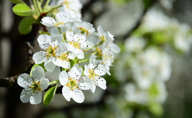 Weiße Blüten eines Birnenbaumes in der Morgensonne