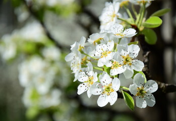 Weiße Blüten eines Birnenbaumes in der Morgensonne