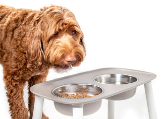 Labradoodle dog eating from a feeding station. Large orange fluffy female dog with head over food bowl filled with kibbles. Mouth is open while chewing. Isolated on white. Selective focus.
