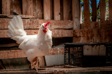 white chickens  inside a farmyard