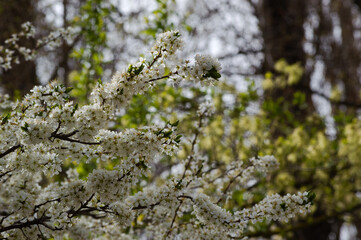 blooming tree in spring