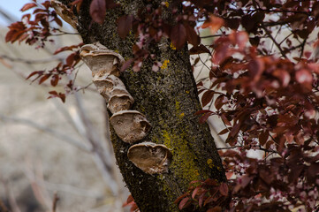 fungi on the tree trunk