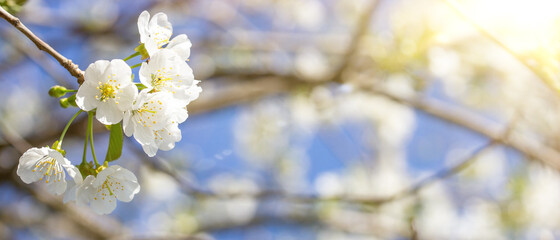 close up of cherry flowers under sunlight - spring time flowers	
