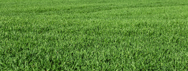 background of green grass field	