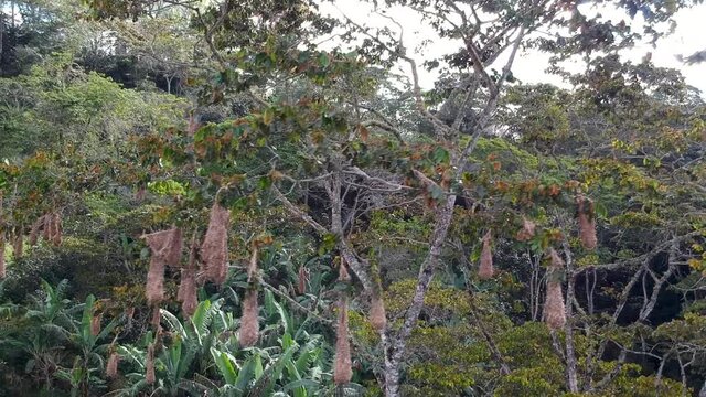 An awesome tree full of nests of black orop&eacute;ndolas