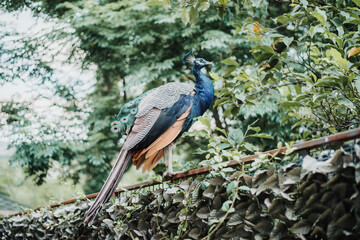 colorful peacock in nature