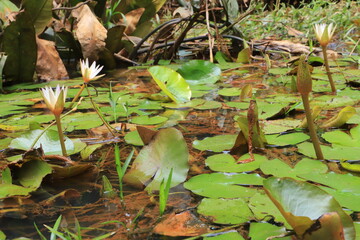 lily in the pond