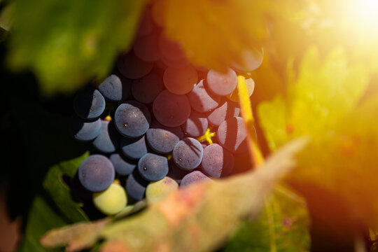 Detail of a bunch of grapes in a vineyard in a summer day, in Alentejo, Portugal